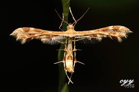Attēlu rezultāti vaicājumam “Cnaemidophorus rhododactyla”