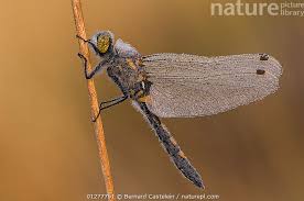 Attēlu rezultāti vaicājumam “Leucorrhinia dubia”