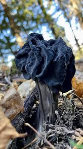 Attēlu rezultāti vaicājumam “Helvella lacunosa”