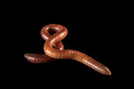 Attēlu rezultāti vaicājumam “Lumbricus terrestris”