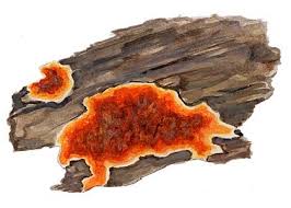 Attēlu rezultāti vaicājumam “Gloeoporus taxicola”