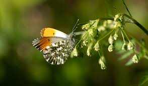 Attēlu rezultāti vaicājumam “Anthocharis cardamines male”