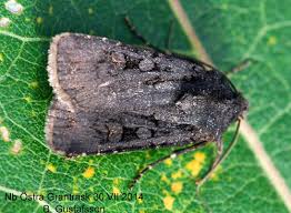 Attēlu rezultāti vaicājumam “Euxoa nigricans”