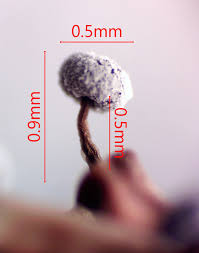 Attēlu rezultāti vaicājumam “Didymium proximum stalked”