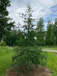 Attēlu rezultāti vaicājumam “Larix”