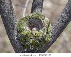Attēlu rezultāti vaicājumam “Fringilla coelebs nest”