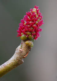 Attēlu rezultāti vaicājumam “Alnus glutinosa flower”