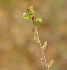 Attēlu rezultāti vaicājumam “Betula nana leaf”