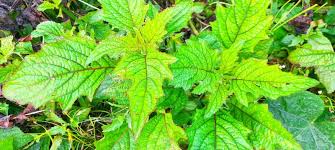 Attēlu rezultāti vaicājumam “Sinapis alba leaf”