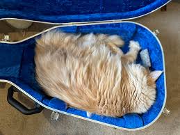 Image result for Cat sleeping in guitar