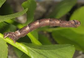 Attēlu rezultāti vaicājumam “Eulithis populata”