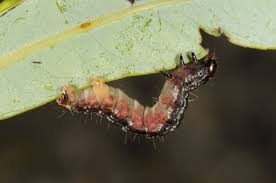 Attēlu rezultāti vaicājumam “Hydriomena furcata”
