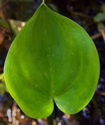Attēlu rezultāti vaicājumam “Calla palustris”