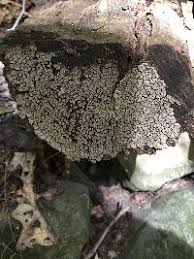 Attēlu rezultāti vaicājumam “Xylobolus frustulatus”