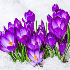 Attēlu rezultāti vaicājumam “Crocus”