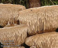 Attēlu rezultāti vaicājumam “Daedalea quercina”