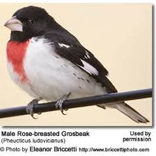 Image result for Pheucticus ludovicianus