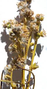 Attēlu rezultāti vaicājumam “Clossiana euphrosyne upperside”