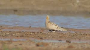 Image result for Syrrhaptes paradoxus