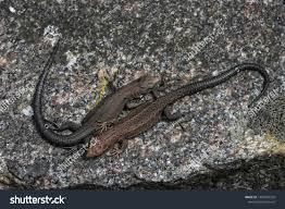 Attēlu rezultāti vaicājumam “Lacerta vivipara juvenile”