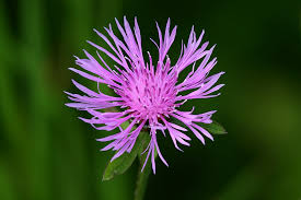 Attēlu rezultāti vaicājumam “Centaurea”