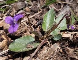 Attēlu rezultāti vaicājumam “Viola rupestris bud”