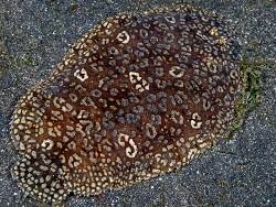 Image result for Myzopsetta ferruginea