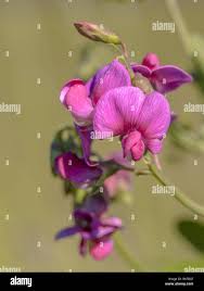 Attēlu rezultāti vaicājumam “Lathyrus tuberosus flower”