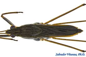 Attēlu rezultāti vaicājumam “Gerridae”