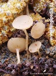 Attēlu rezultāti vaicājumam “Ciboria amentacea”