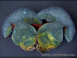 Attēlu rezultāti vaicājumam “Sutorius luridiformis”