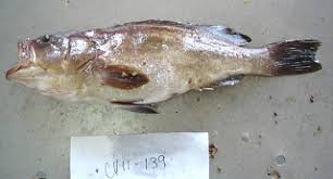 Image result for Epinephelus costae