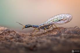 Attēlu rezultāti vaicājumam “Raphidioptera imago”