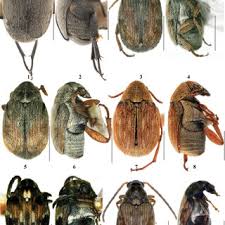 Attēlu rezultāti vaicājumam “Diderma chondrioderma spores”