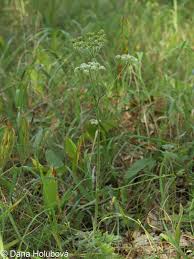 Attēlu rezultāti vaicājumam “Laserpitium prutenicum”