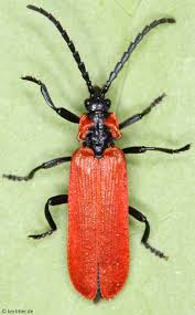 Attēlu rezultāti vaicājumam “Lygistopterus sanguineus larva”