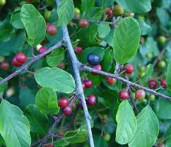 Attēlu rezultāti vaicājumam “Frangula alnus flower”