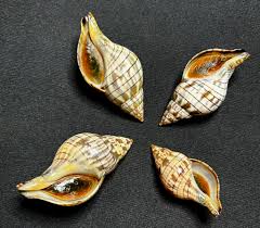 Image result for Cinctura hunteria