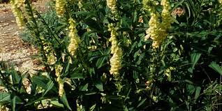 Image result for Digitalis lutea