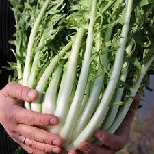 Image result for Endivie