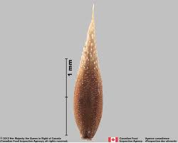 Attēlu rezultāti vaicājumam “Cynosurus cristatus fruit”