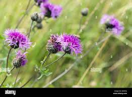 Attēlu rezultāti vaicājumam “Centaurea scabiosa flower”