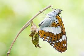 Attēlu rezultāti vaicājumam “Limenitis camilla upperside”