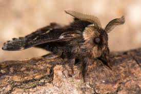 Attēlu rezultāti vaicājumam “Lasiocampidae”