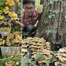 Attēlu rezultāti vaicājumam “Cribraria aurantiaca stalked”