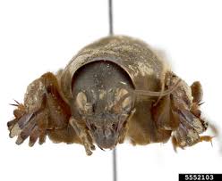 Attēlu rezultāti vaicājumam “Gryllotalpa gryllotalpa”