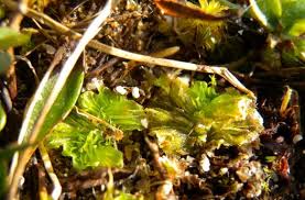 Attēlu rezultāti vaicājumam “Dichodontium pellucidum sporophyte”