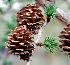 Attēlu rezultāti vaicājumam “Larix kaempferi fruit”