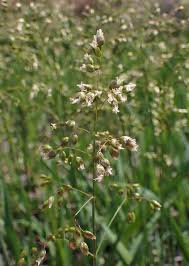 Attēlu rezultāti vaicājumam “Hierochloe odorata”