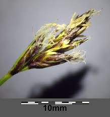 Attēlu rezultāti vaicājumam “Carex praecox”